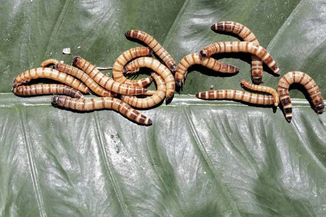 Farmers and researchers have already shared promising results.