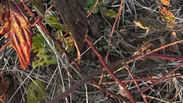 "Not worth the fruit it will give you."