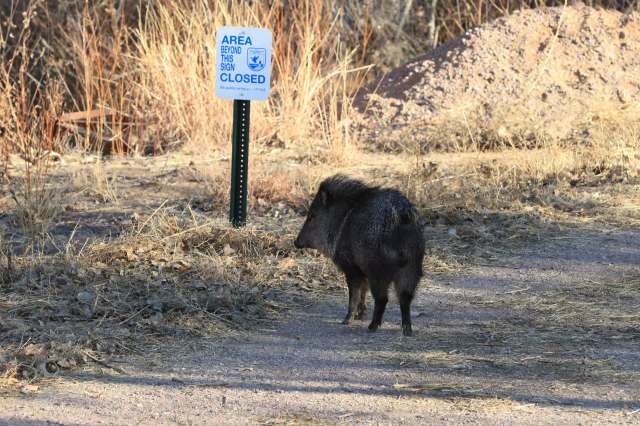The appearance of these creatures in city spaces points to major shifts.