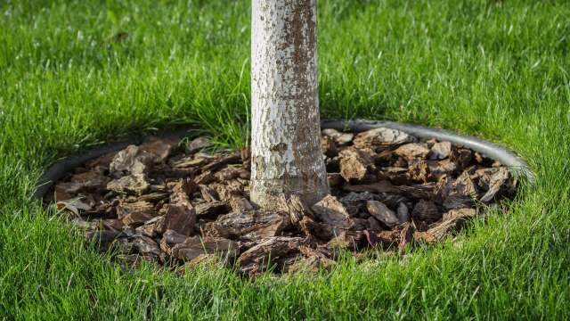 "One of the most evil additions modern landscaping has brought to our age."