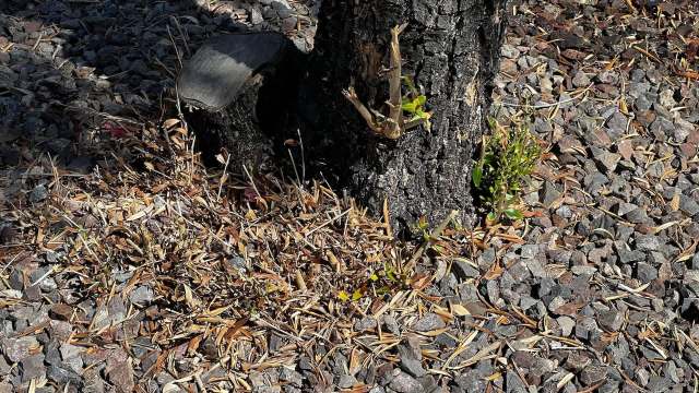 "I made sure sprinklers were working and it was getting ample water, but alas ... "
