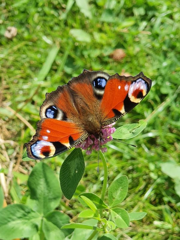"I can't wait to see color in my garden again!"