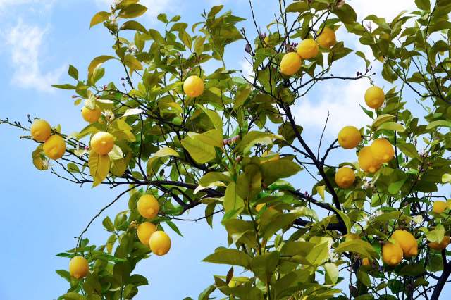 "The frost caused considerable damage."
