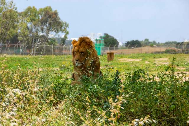 Mexico banned exotic animals from circuses in 2015.