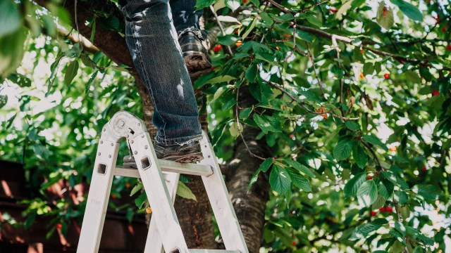 "This could turn out to be an expensive lesson for the neighbor."
