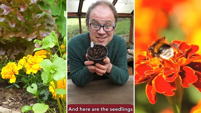 "Thank you for the idea."