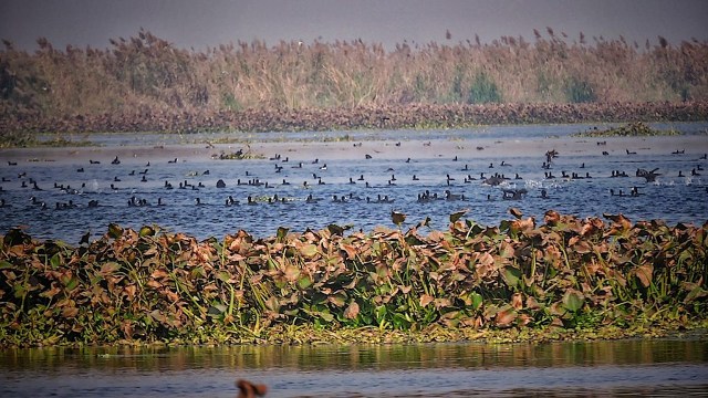 Birds are vital to ecosystems.