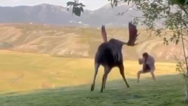 "How many times does someone need to be told to keep away from the wild animals?"