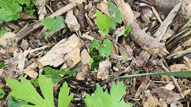 "In one season it will take over an entire area."