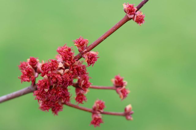 A concerned homeowner reached out to Reddit for advice after noticing their maple tree start to die.
