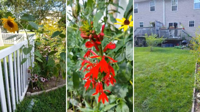 The video features a slow walk along a narrow garden bed set against a fence.