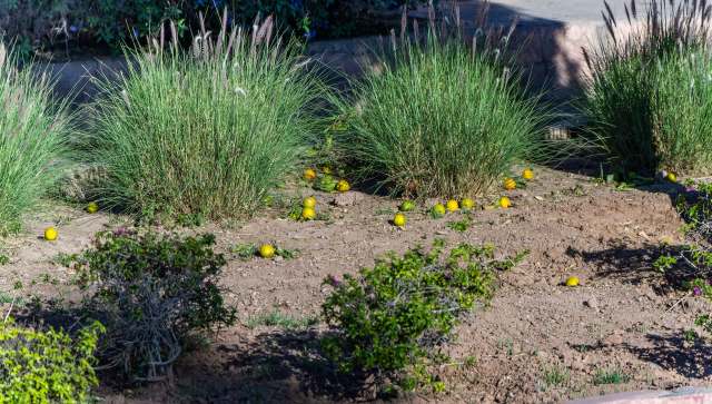 There's a lot we can do to create lawns in keeping with our values.