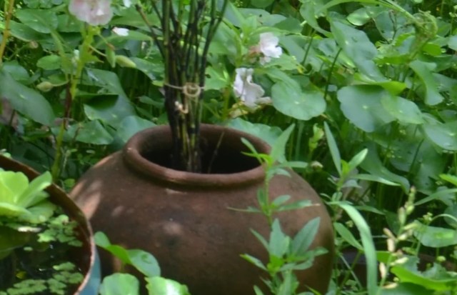 "Oh to be a frog and sit there."