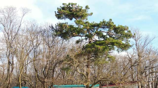 "Even calling a tree service is illegal."