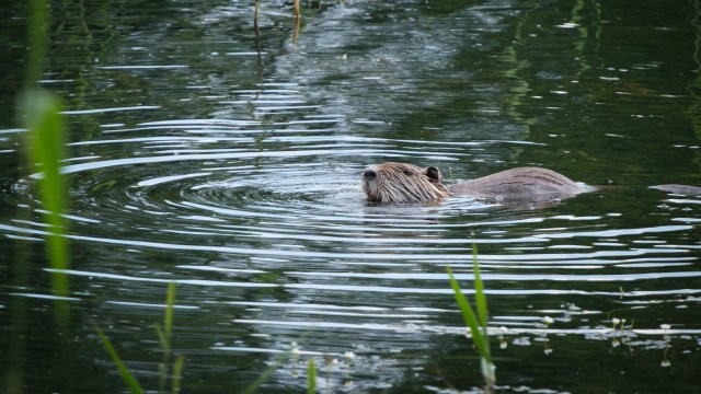 Nutria have virtually no fat and have just as much protein as chicken.