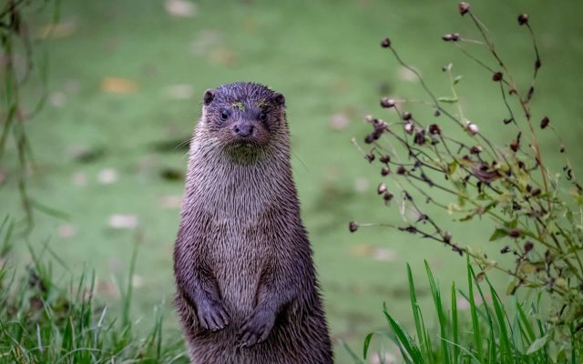 "Always keep a safe distance as they can be aggressive."