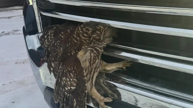 "Big thanks to the neighbor who made sure to alert Officer Brock."