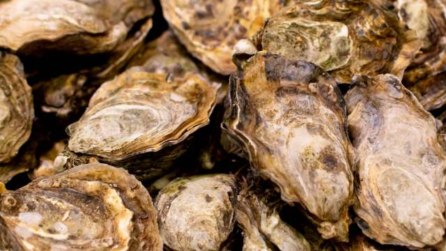 "This is going to be the largest installation of oysters in Europe."