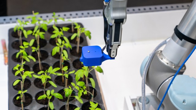 When better algorithms are in place, scientists can track plant health more accurately.