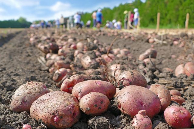 "A revolutionary way to improve agriculture."