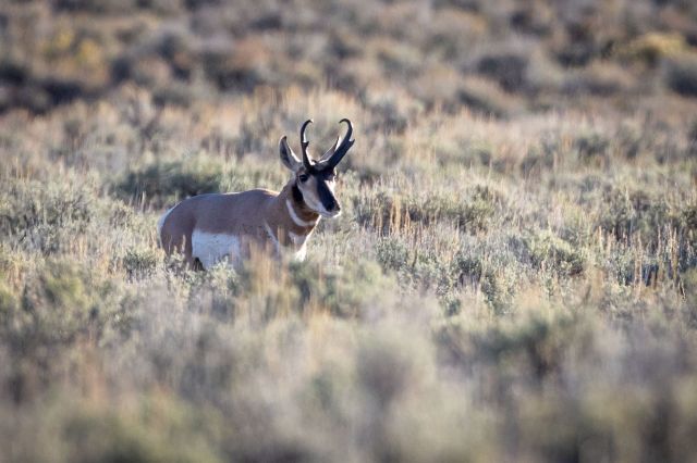 "They should have [taken] his bow too."