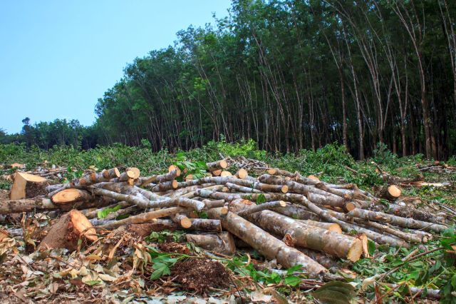 "There's surely going to be deforestation."