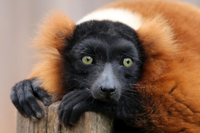 In some cases of visitors interacting with zoo animals, the animals have paid the price.