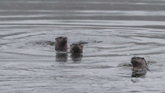 "There are fears out there that this is an all-out attack, this is a free-for-all."