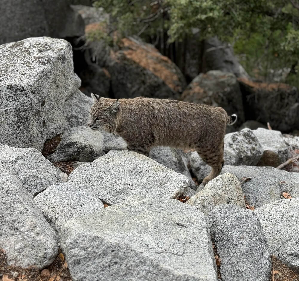 The photos demonstrate how increasingly comfortable wild animals are becoming with human presence.