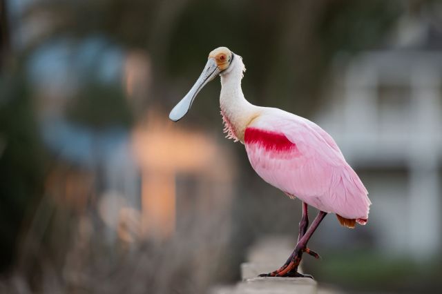 "It's very clear that they're following the temperature."