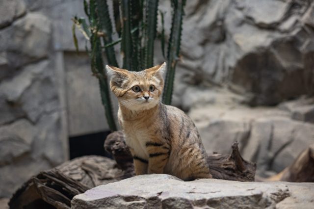 This isn't the only project looking to monitor rare animal species.