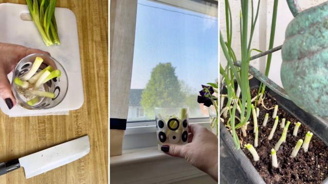 "I am officially starting my scrap garden."