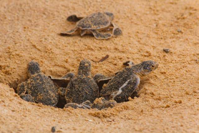 "This success story demonstrates that humanity has the ability to reverse."