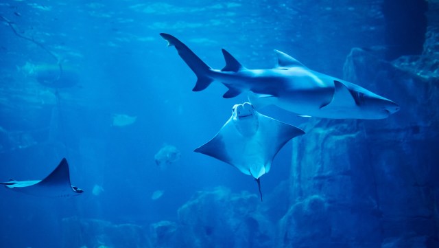 "By protecting sharks and rays, we are investing directly in the health of our oceans."