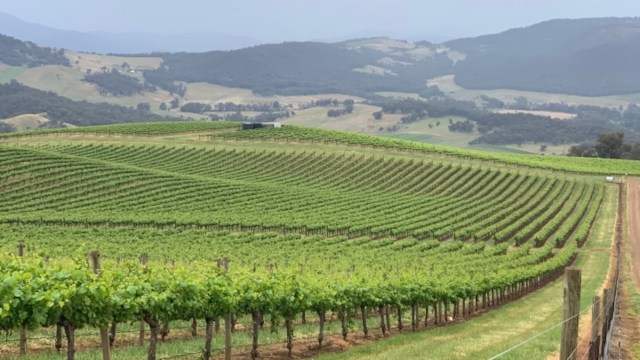 "Having results in real time greatly reduces stress for growers and winemakers."