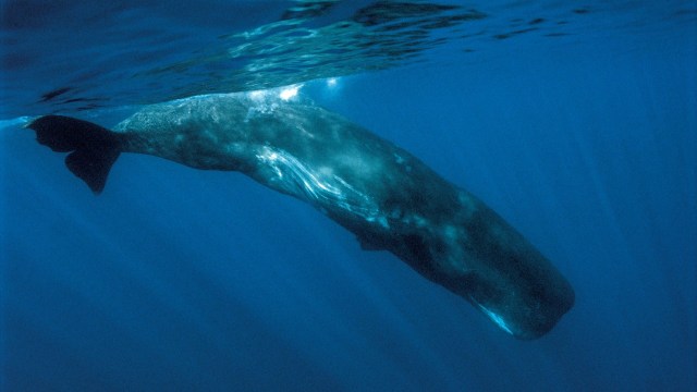 Authorities believe the ropes wrapped around the animal came from deep-water trap gear.