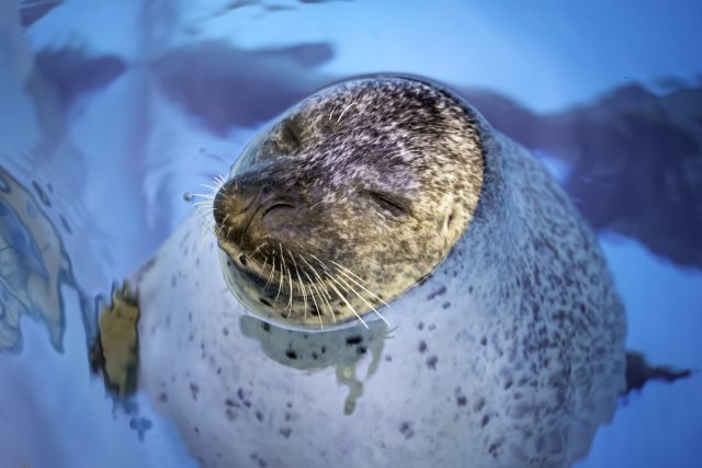 "We've pretty much found [some] now in every tissue that we've looked at."