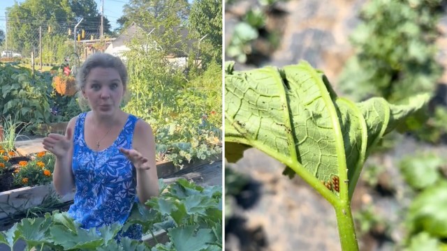 "Torch the eggs in the crevices. Works great."