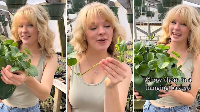 You don’t need a massive field, garden, or greenhouse to grow strawberries.