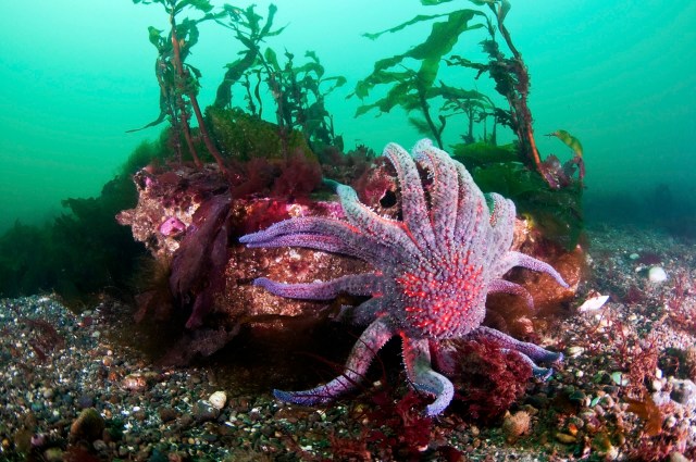 "The implications of our study go beyond the sunflower sea star."