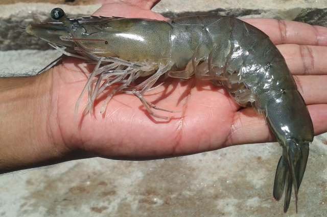 "The research finds increased production ... creating enthusiasm among the farmers."