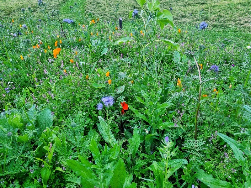 "You can literally hear those plants buzzing all summer."