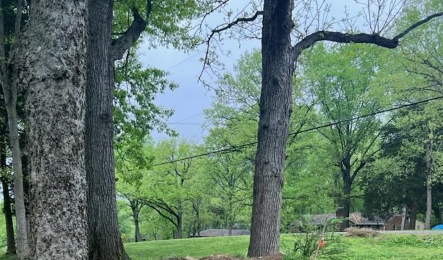 "Oh my God, THE ROOT FLARE!!"