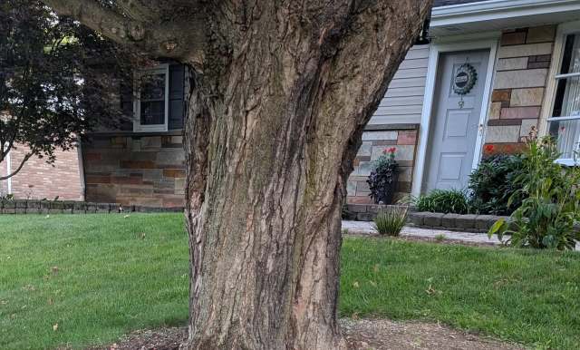 A homeowner recently posted their concern about an eroding tree border.