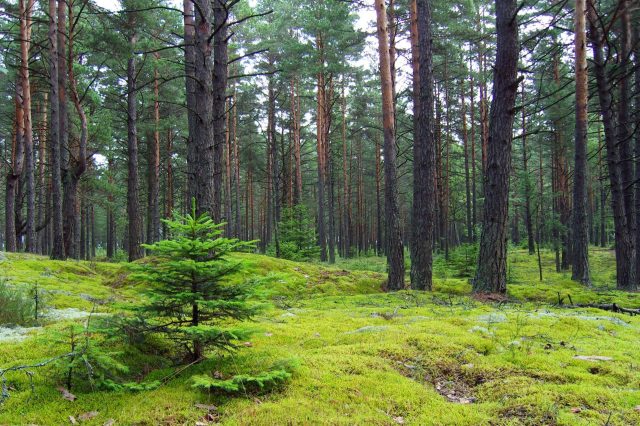 The study examined 25,000 plots in the region.