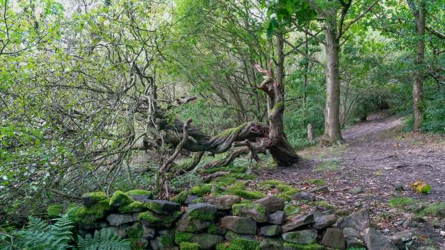 "We will take action against anyone who breaches a Tree Preservation Order."