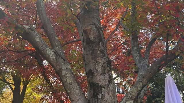 Unfortunately, it is not uncommon for HOAs to force homeowners to make drastic changes.