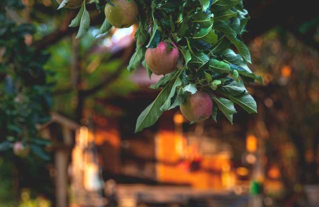 "What are my options?"