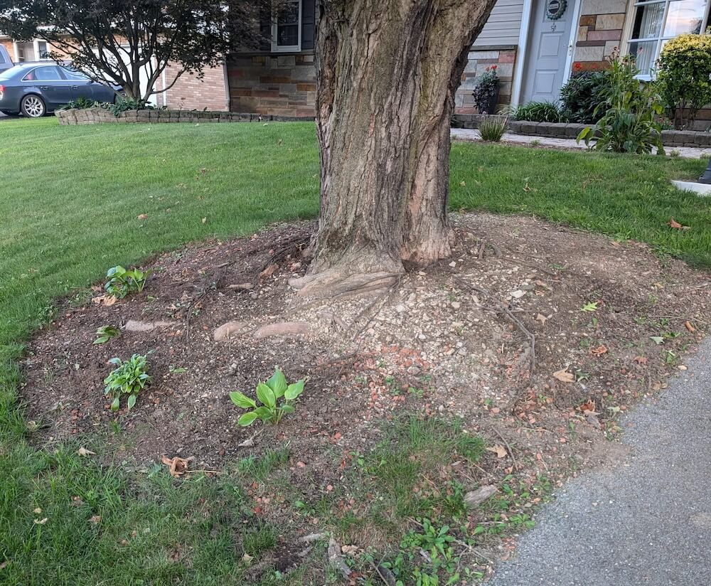 A homeowner recently posted their concern about an eroding tree border.