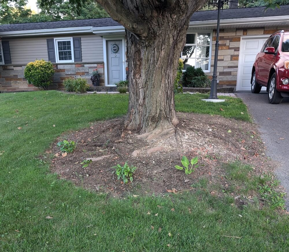 A homeowner recently posted their concern about an eroding tree border.